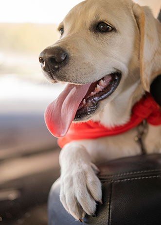 Conheça nossa história de paixão pelos cães e dedicação à moda canina!