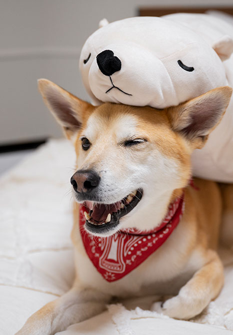 Conheça nossa história de paixão pelos cães e dedicação à moda canina!